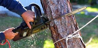 Professional Tree Removal and Landscaping Services in Oakdale, PA